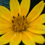 黄色い花の写真